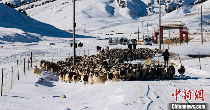 圖為村民在雪地上放牧?！《继m縣融媒體中心供圖