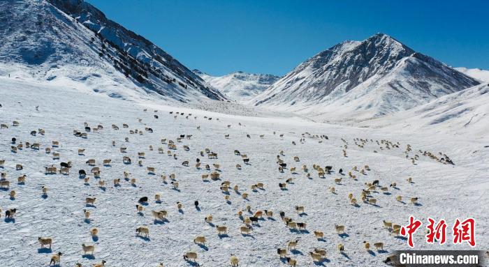 圖為羊群在雪地里覓食?！《继m縣融媒體中心供圖
