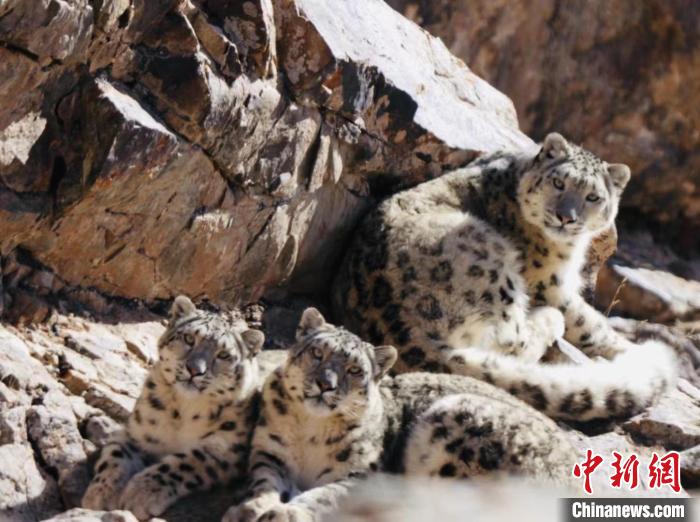 青海都蘭：雪豹、兔猻等多種珍稀野生動(dòng)物亮相