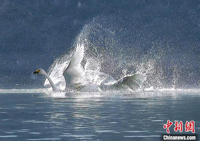 圖為大天鵝在水中嬉戲。　嚴(yán)桉 攝