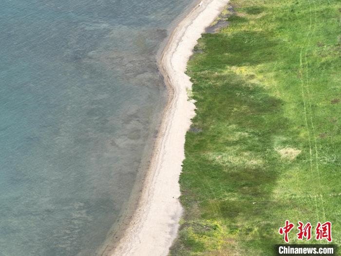 圖為航拍仲夏時(shí)節(jié)，青海湖畔綠茵如毯?！∑钤鲚?攝