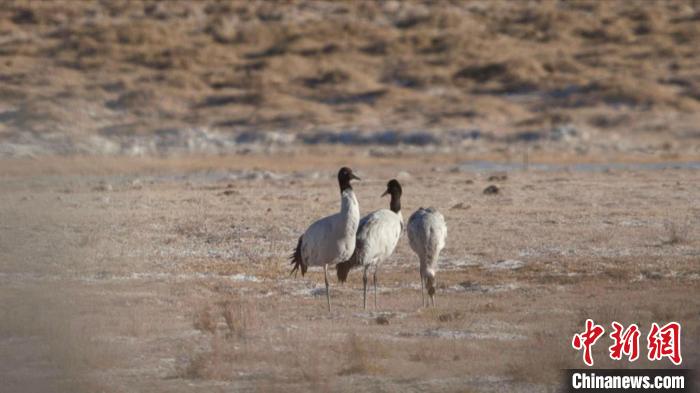 珍稀鳥類黑頸鶴、灰鶴現(xiàn)身青海格爾木