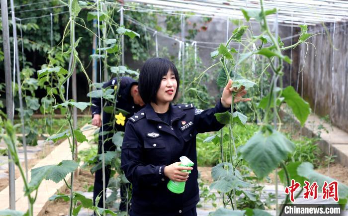 圖為李冬雪在溫室大棚里勞作?！∥鞑爻鋈刖尺叿罊z查總站供圖