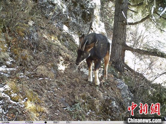 圖為相同位點記錄到的國家二級重點保護野生動物—中華鬣羚?！≈袊茖W院昆明動物研究所提供