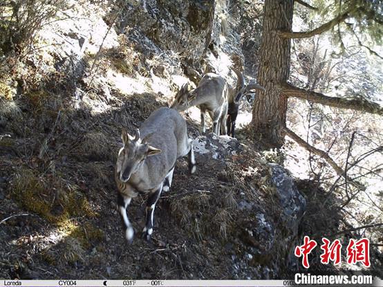 圖為相同位點記錄到的雪豹主要獵物—巖羊?！≈袊茖W院昆明動物研究所提供