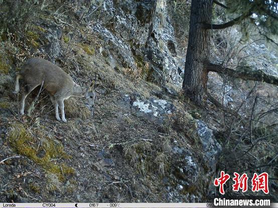 圖為相同位點記錄到的國家一級重點保護野生動物—馬麝。　中國科學院昆明動物研究所提供