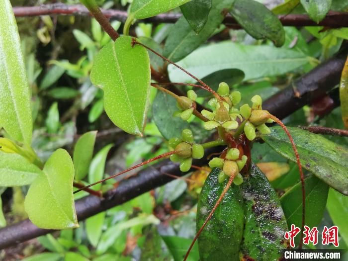 圖為折萼杜鵑果實圖。　中科院昆明植物研究所提供
