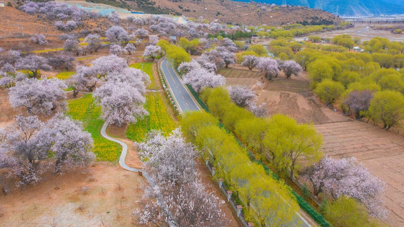 林芝桃花盛開。 張靜攝