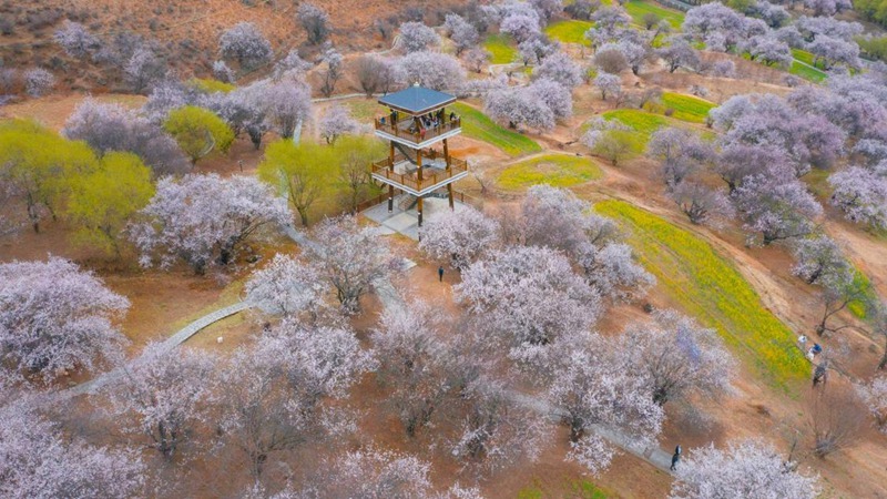 林芝嘎拉村。 張靜攝