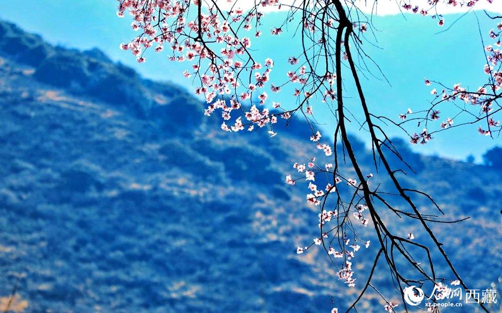 清麗的桃花。人民網(wǎng) 李海霞攝