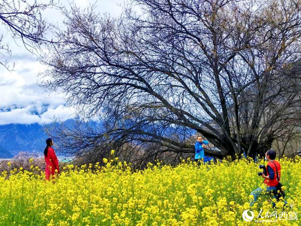 游客在桃花下拍照留念。人民網(wǎng) 李海霞攝
