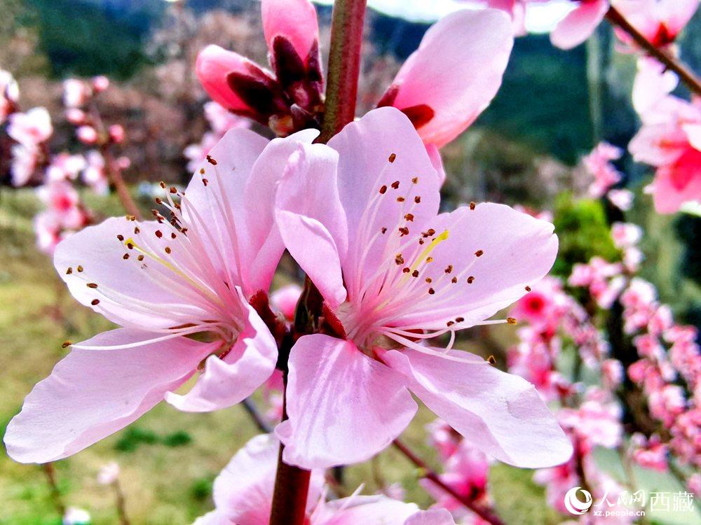 林芝桃花開。人民網(wǎng) 李海霞攝