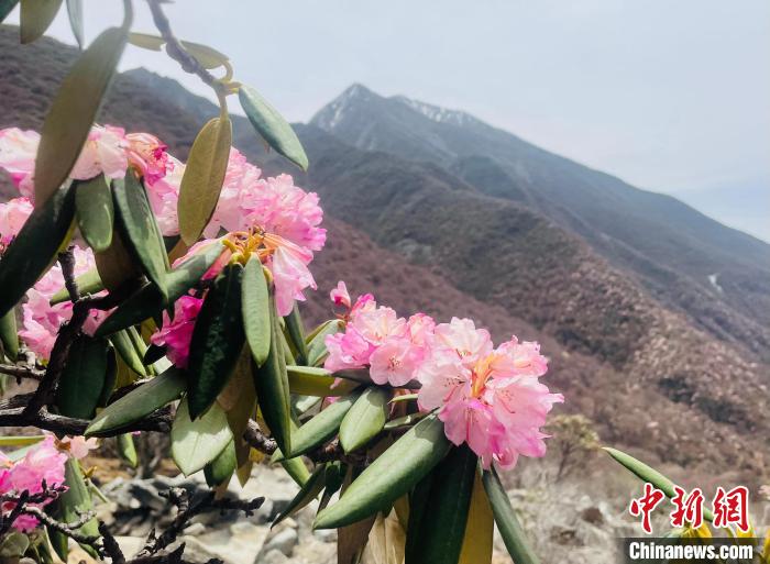 近日，西藏自治區(qū)山南市加查縣索囊溝的杜鵑花競相綻放?！∪轿木?攝