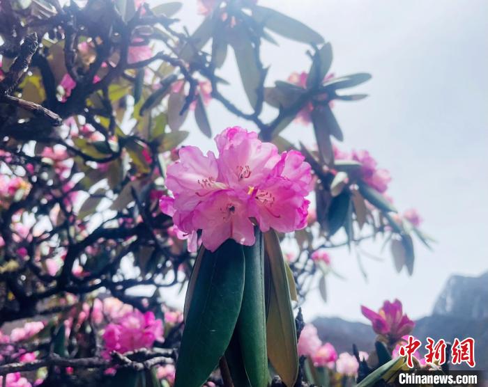 近日，西藏自治區(qū)山南市加查縣索囊溝的杜鵑花競相綻放?！∪轿木?攝