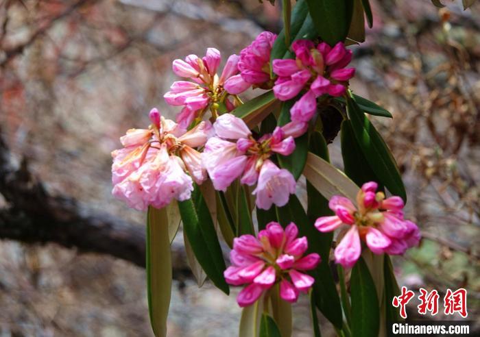 近日，西藏自治區(qū)山南市加查縣索囊溝的杜鵑花競相綻放?！∪轿木?攝