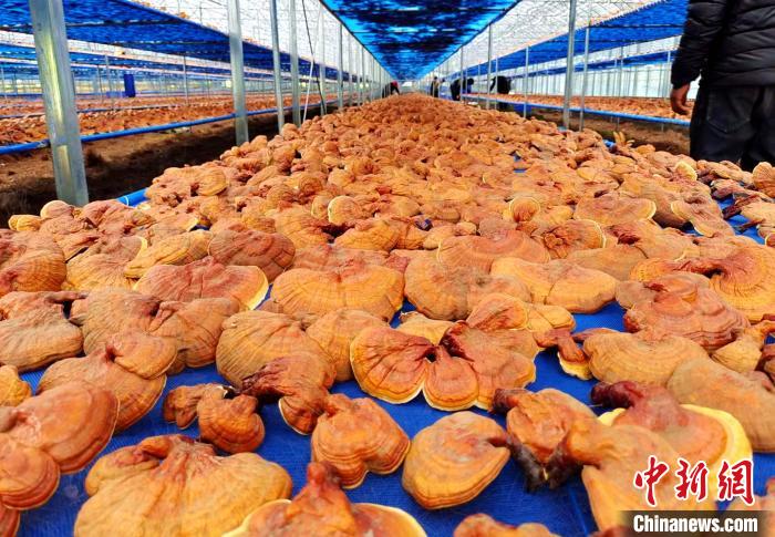 圖為紅太陽科技示范家庭農場采收的靈芝。　平措旺青供圖