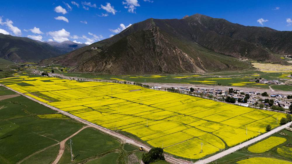 西藏墨竹工卡縣油菜農(nóng)田。