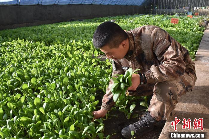 圖為阿里軍分區(qū)某邊防團官兵在溫室摘菜?！￡悋[岳 攝
