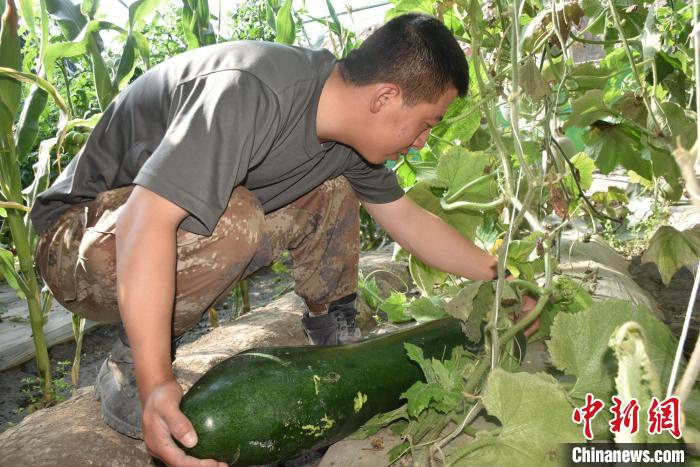 圖為阿里軍分區(qū)某邊防團官兵在溫室摘菜。　陳嘯岳 攝