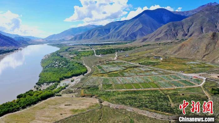 圖為桑日縣葡萄種植基地?！∩侥仙Ｈ湛h委宣傳部提供