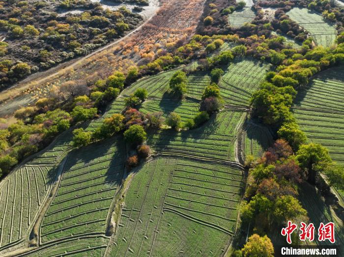圖為11月8日，雅魯藏布江畔的高原梯田?！《拘?攝