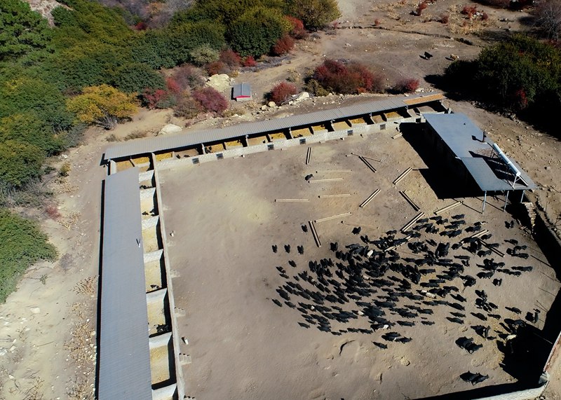 麥村藏香豬養(yǎng)殖基地。
