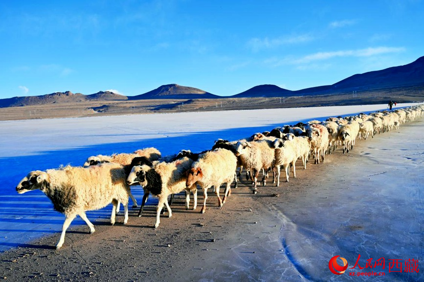 羊群排著隊穿過普莫雍錯。 人民網(wǎng) 李海霞攝