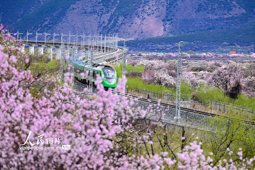 西藏林芝：雪域高原列車穿越花?！?】