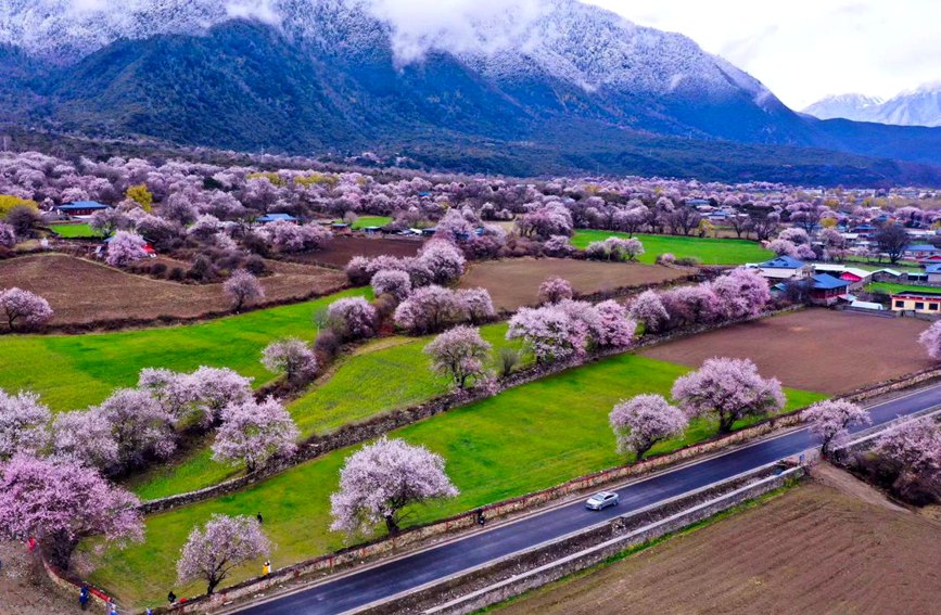 波密縣傾多鎮(zhèn)如納村盛開(kāi)的桃花。徐馭堯攝