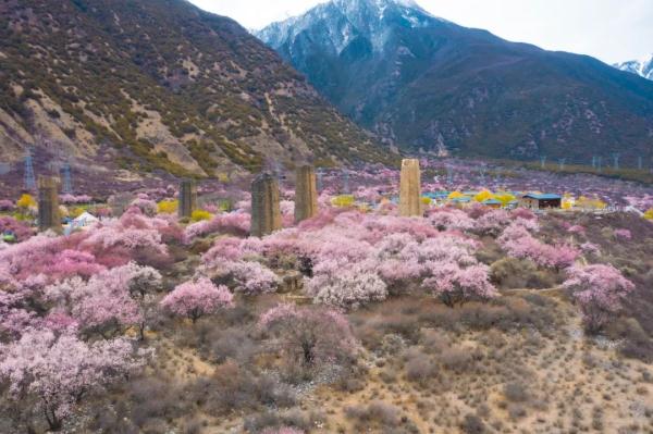 人間桃花源！林芝桃花有多絕？