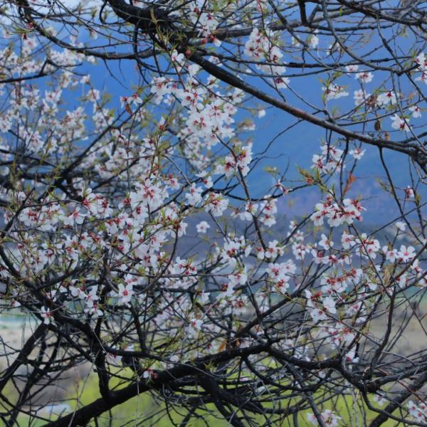 人間桃花源！林芝桃花有多絕？