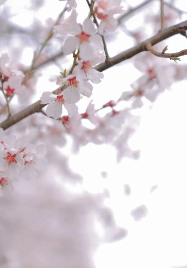 人間桃花源！林芝桃花有多絕？
