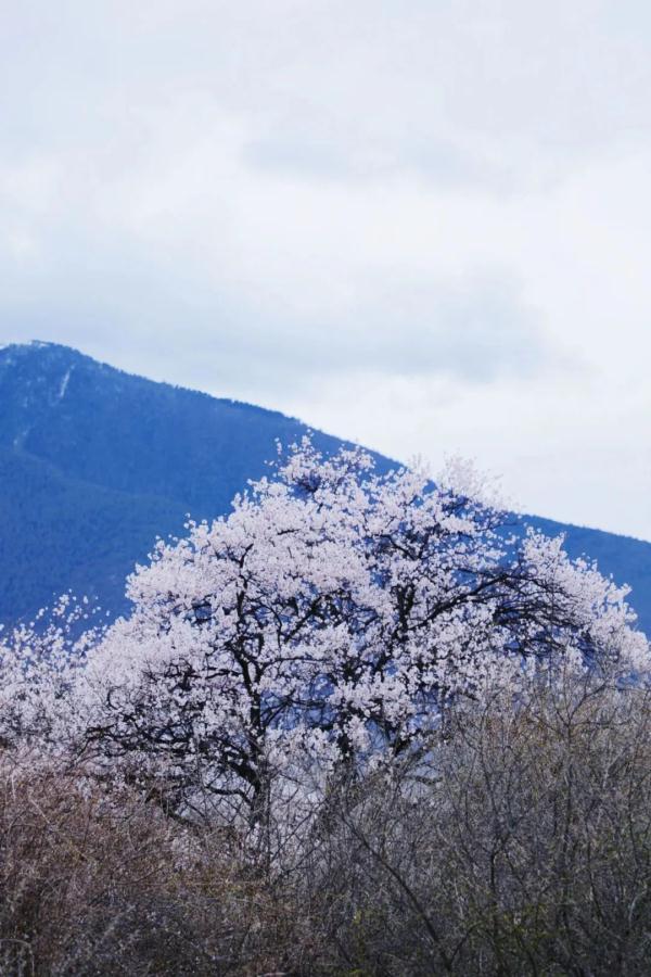 人間桃花源！林芝桃花有多絕？