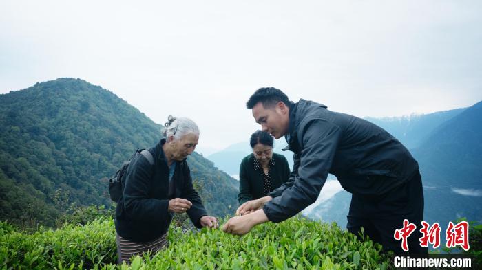 圖為銀發(fā)旅游體驗(yàn)團(tuán)兩位老人體驗(yàn)采茶?！∥鞑貙ｍ?xiàng)旅游協(xié)會(huì)供圖