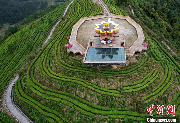 圖為西藏林芝市墨脫縣背崩鄉(xiāng)格林村山頂?shù)木坝^茶園。(無人機(jī)照片) 李林 攝