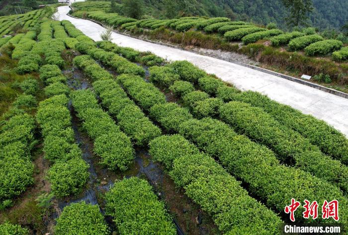 圖為西藏林芝市墨脫縣背崩鄉(xiāng)格林村山頂?shù)木坝^茶園。(無人機(jī)照片) 李林 攝
