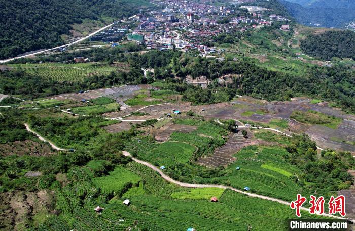 圖為西藏林芝市墨脫縣城附近的茶田。(無人機(jī)照片) 李林 攝