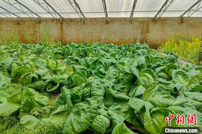 公珠湖執(zhí)勤點的大棚蔬菜，種菜是該執(zhí)勤點輪換民警們的日常?！↓埿▲P 攝