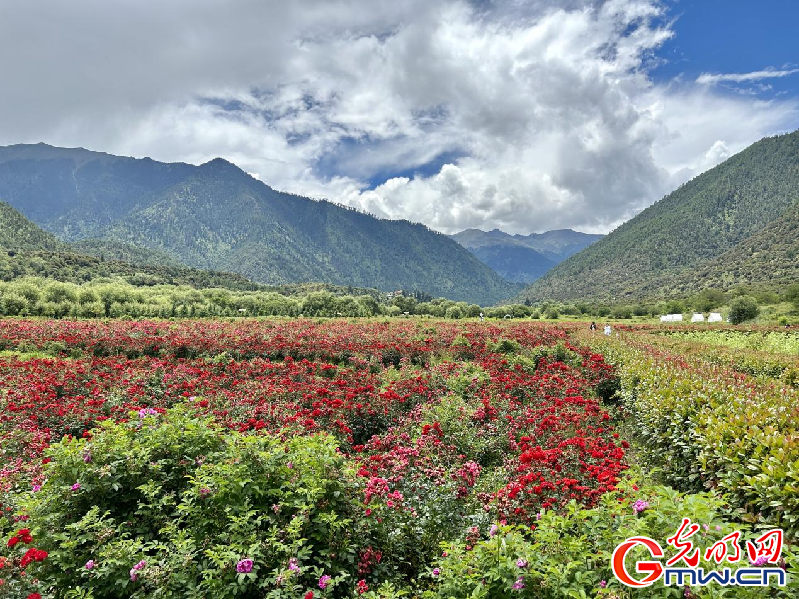 我們的家園丨【組圖】 綠水青山入畫，“金山銀山”筑起