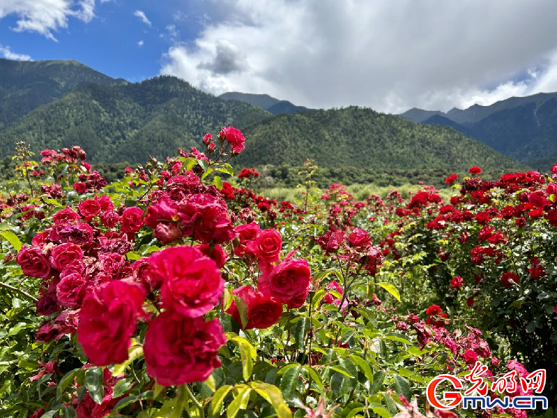 我們的家園丨【組圖】 綠水青山入畫，“金山銀山”筑起