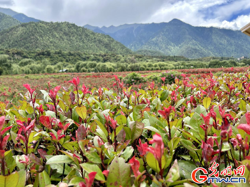 我們的家園丨【組圖】 綠水青山入畫，“金山銀山”筑起