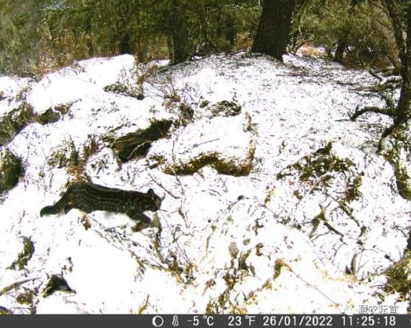 西藏色季拉山發(fā)現(xiàn)雪豹、白頰獼猴等多種珍稀野生動(dòng)物