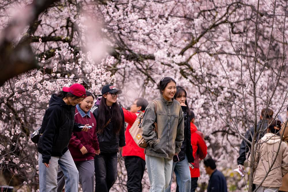 桃花盛開惹人醉，八方游客賞花來。徐馭堯攝