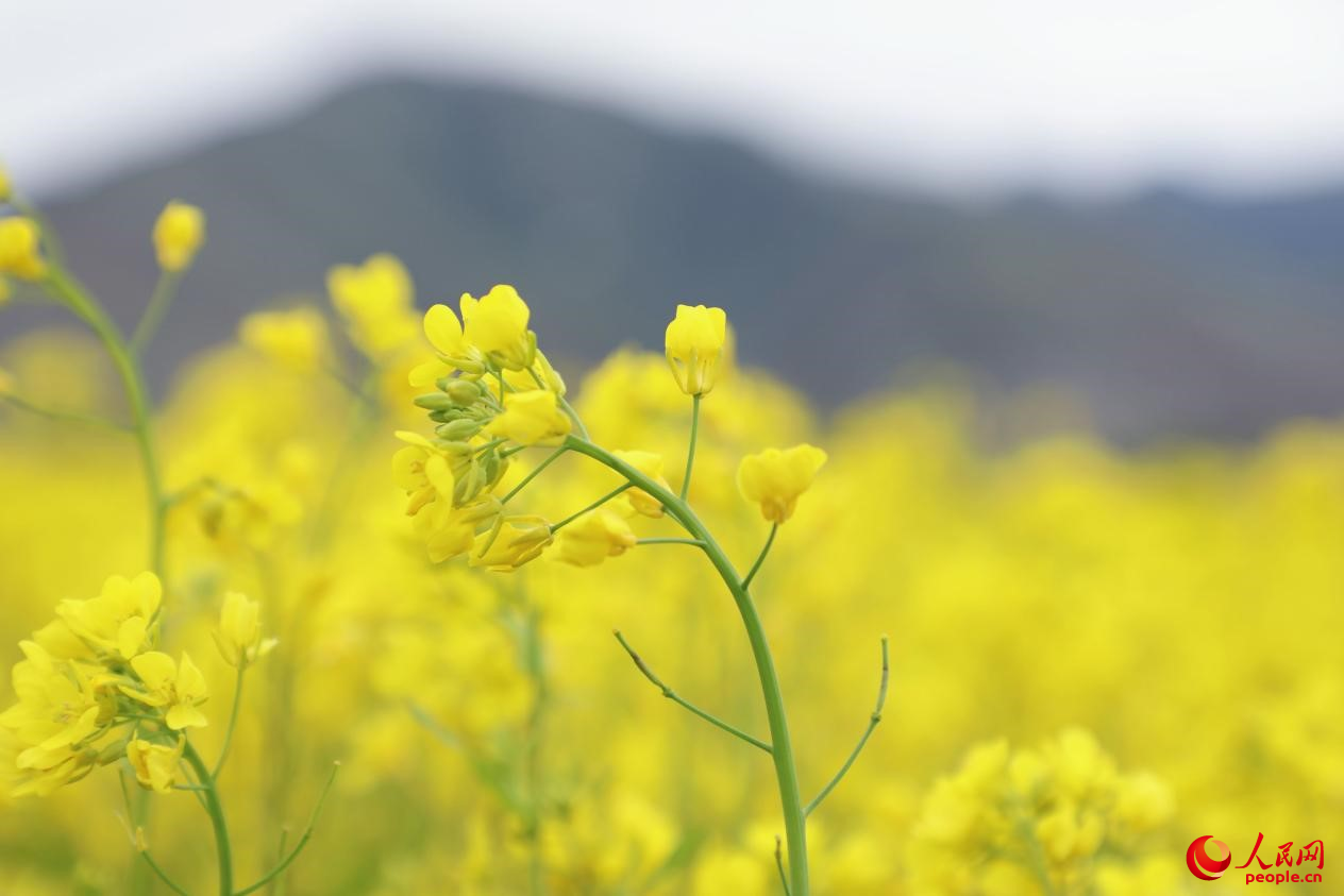 金色油菜花鋪滿大地。 人民網 李海霞攝