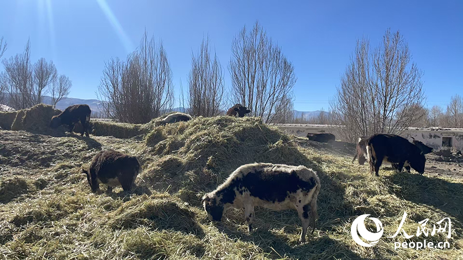 長所鄉(xiāng)森嘎村村民的牲畜在食用新鮮飼草。人民網(wǎng)記者 郝潔攝